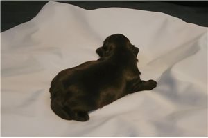 Mike - puppy for sale