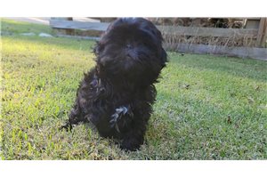 Mira - Shih Tzu for sale
