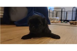 Mike - Shih Tzu for sale