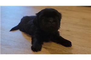 Mike - Shih Tzu for sale