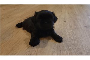 Minx - Shih Tzu for sale