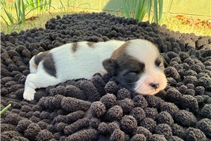 Alisa - Shih Tzu for sale