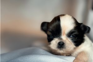 Amina - puppy for sale