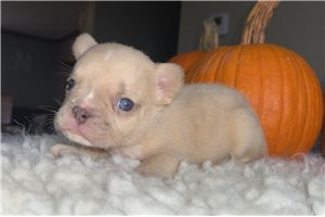 Case - French Bulldog for sale