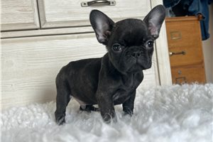 Callen - French Bulldog for sale