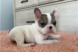 Gracie - puppy for sale