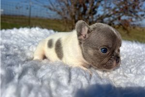 Fabian - puppy for sale