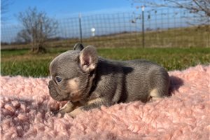 Faith - puppy for sale