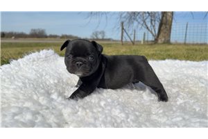 Trotter - French Bulldog for sale