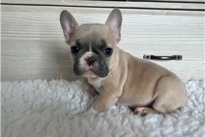 Cash - puppy for sale