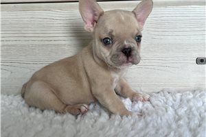 Dagger - puppy for sale