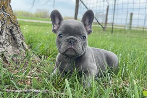 Linc - French Bulldog for sale