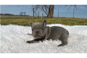 Linc - puppy for sale