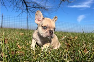Caleb - French Bulldog for sale