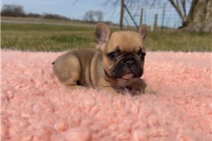 Tawny - French Bulldog for sale