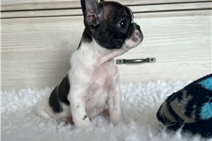 Calum - French Bulldog for sale