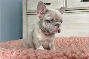 Daisy - puppy for sale