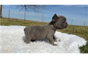 Bluey - puppy for sale