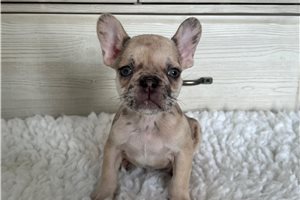 Earnest - puppy for sale