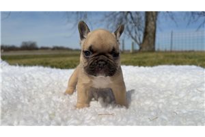 Crunchie - puppy for sale