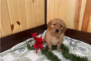 Conrad - Golden Retriever for sale