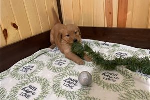 Cooper - Golden Retriever for sale