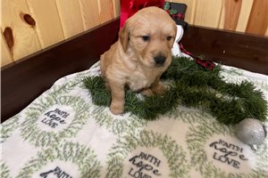 Chica - Golden Retriever for sale