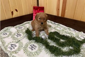 ChiChi - Golden Retriever for sale