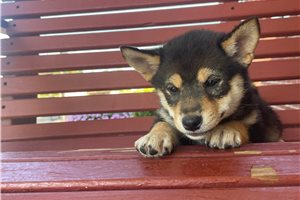Melody - Shiba Inu for sale