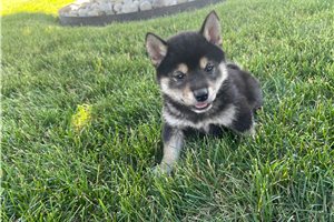 Melody - Shiba Inu for sale