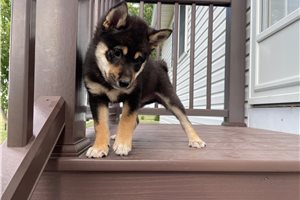 Mellow - Shiba Inu for sale