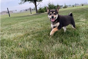 Melody - Shiba Inu for sale