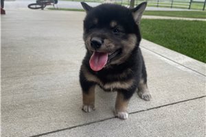Mitch - Shiba Inu for sale