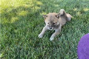 Melinda - Shiba Inu for sale