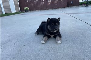Mitch - Shiba Inu for sale