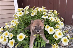 Melinda - Shiba Inu for sale