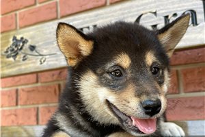 Melody - Shiba Inu for sale