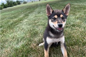 Melody - Shiba Inu for sale