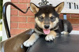 Melody - Shiba Inu for sale