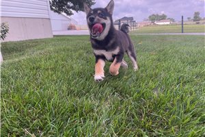 Mitch - Shiba Inu for sale