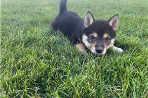 Mellow - Shiba Inu for sale