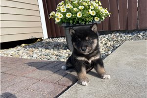Mojo - Shiba Inu for sale
