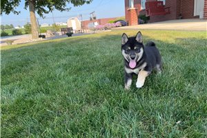 Mitch - Shiba Inu for sale