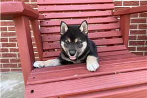 Mitch - Shiba Inu for sale