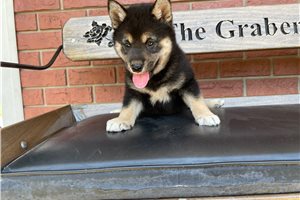 Mitch - Shiba Inu for sale