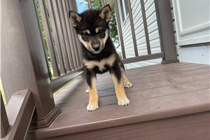 Mitch - Shiba Inu for sale