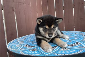 Melody - Shiba Inu for sale