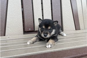 Mellow - puppy for sale