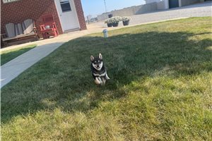 Mellow - Shiba Inu for sale