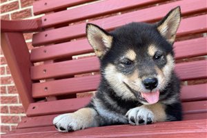 Melody - Shiba Inu for sale